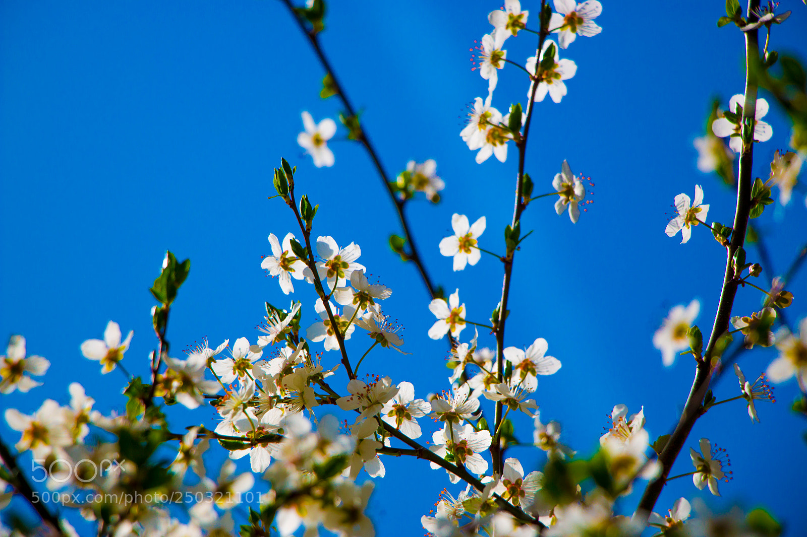 Canon EOS 70D sample photo. Img photography