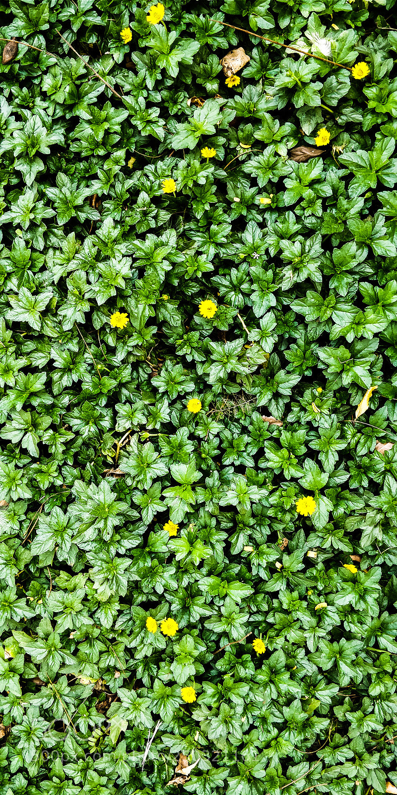 OnePlus 5T sample photo. The gems of nature. photography