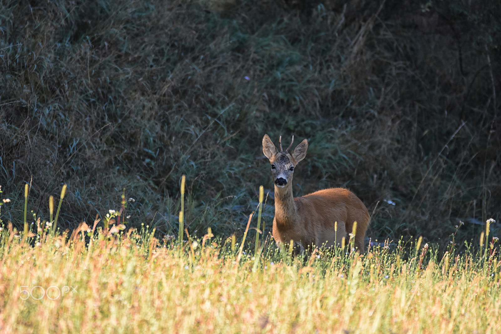 Nikon D7200 + Sigma 150-600mm F5-6.3 DG OS HSM | C sample photo. Srnec photography