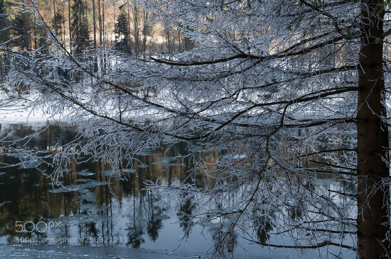 Pentax K-50 sample photo. Hoarfrost... photography