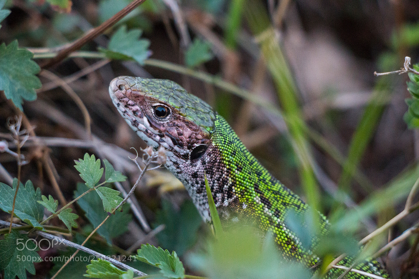 Canon EOS 70D sample photo. Les photography