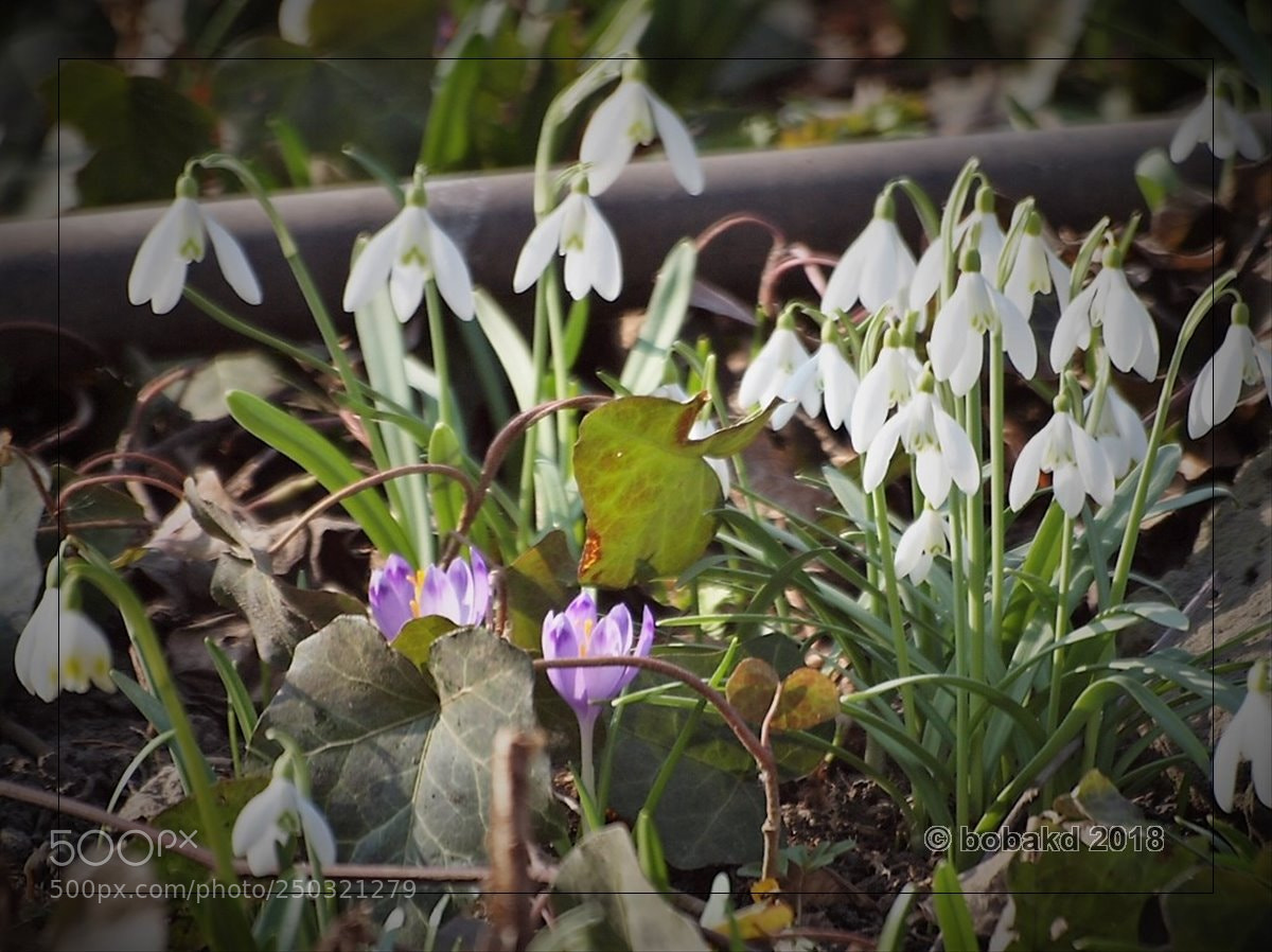 Olympus E-620 (EVOLT E-620) sample photo. Spring photography