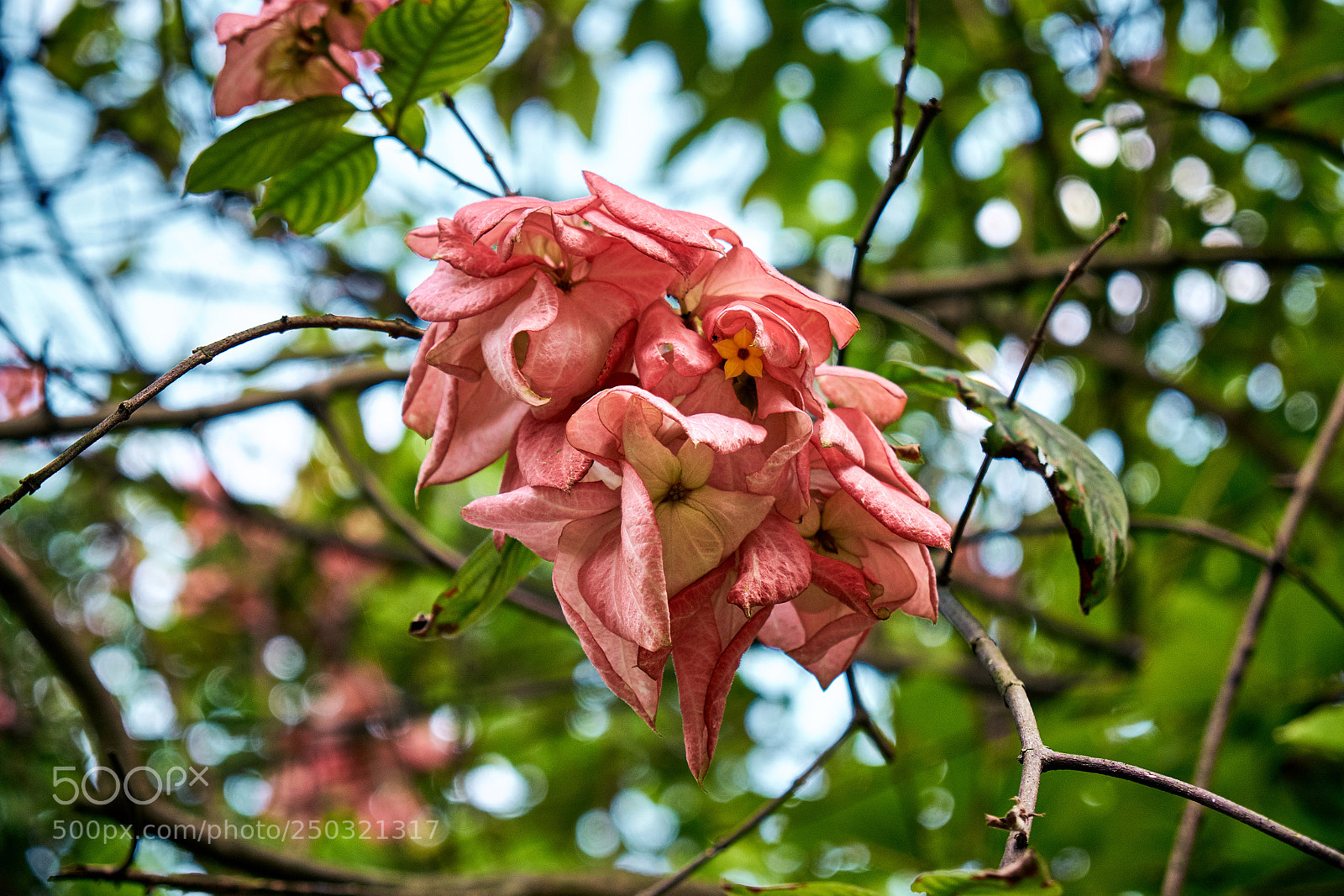 Fujifilm X-Pro1 sample photo. 2018-02-14 11.14.24.jpg photography