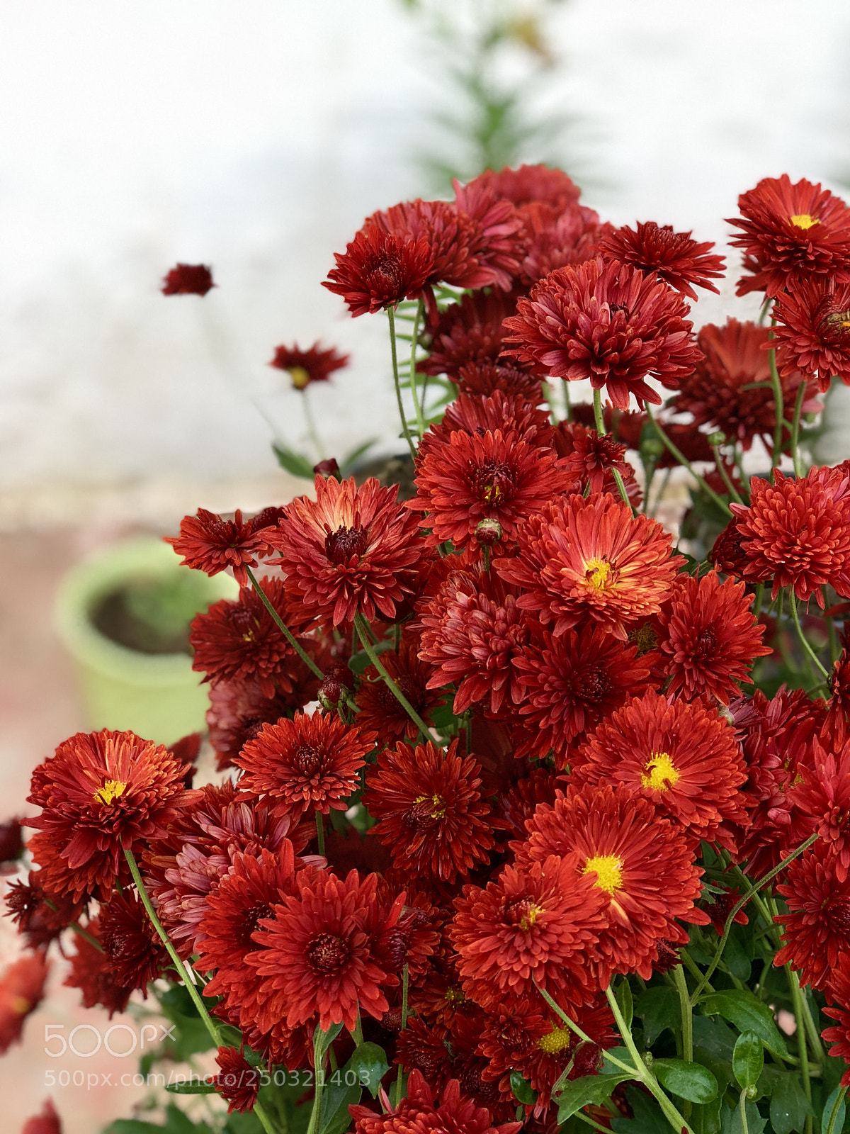Apple iPhone 8 Plus sample photo. Chrysanthemums photography