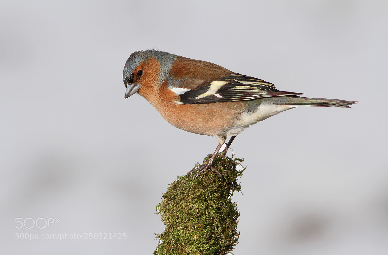 Canon EOS 7D sample photo. Chaffinch in snow photography