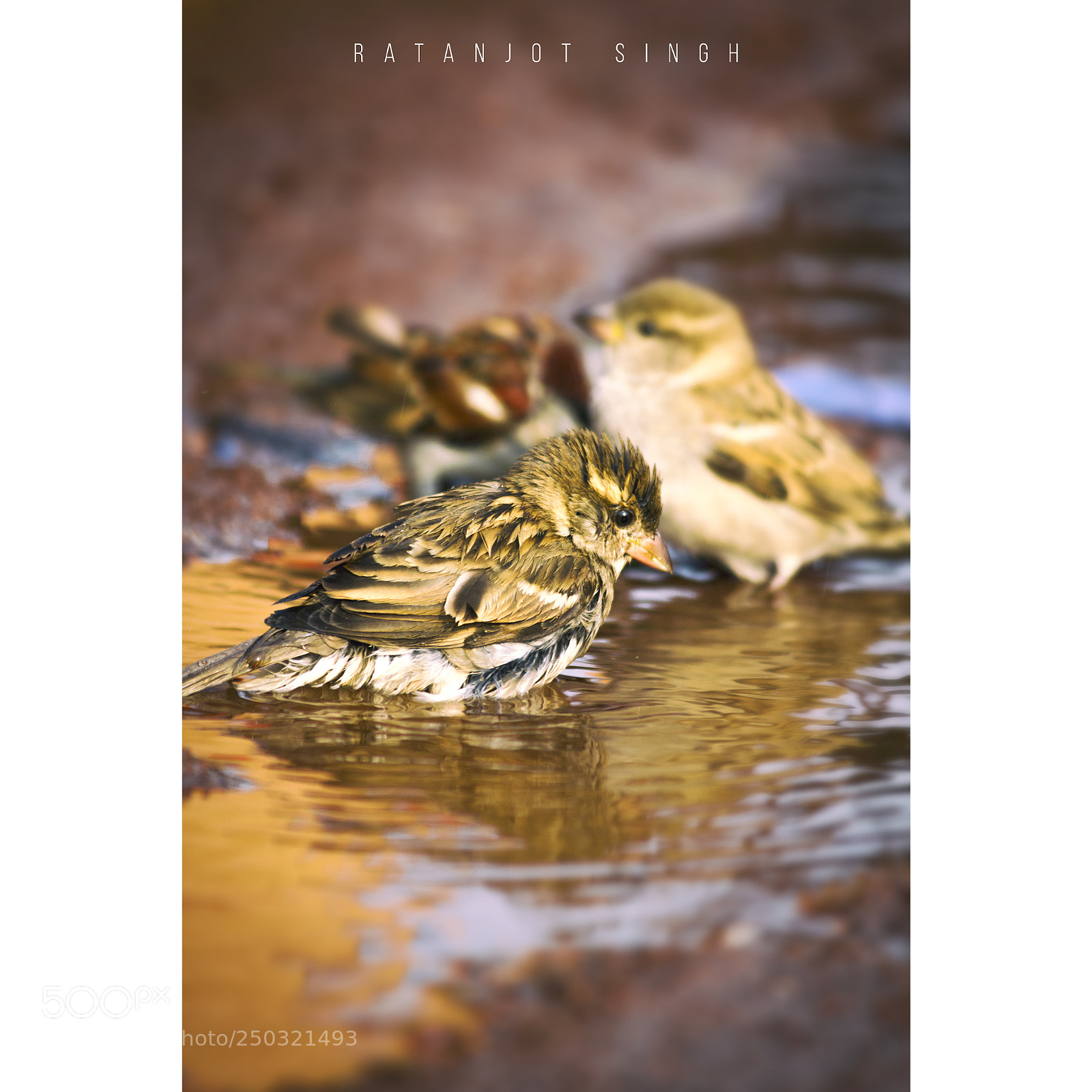 Canon EOS 7D sample photo. Male bird photography
