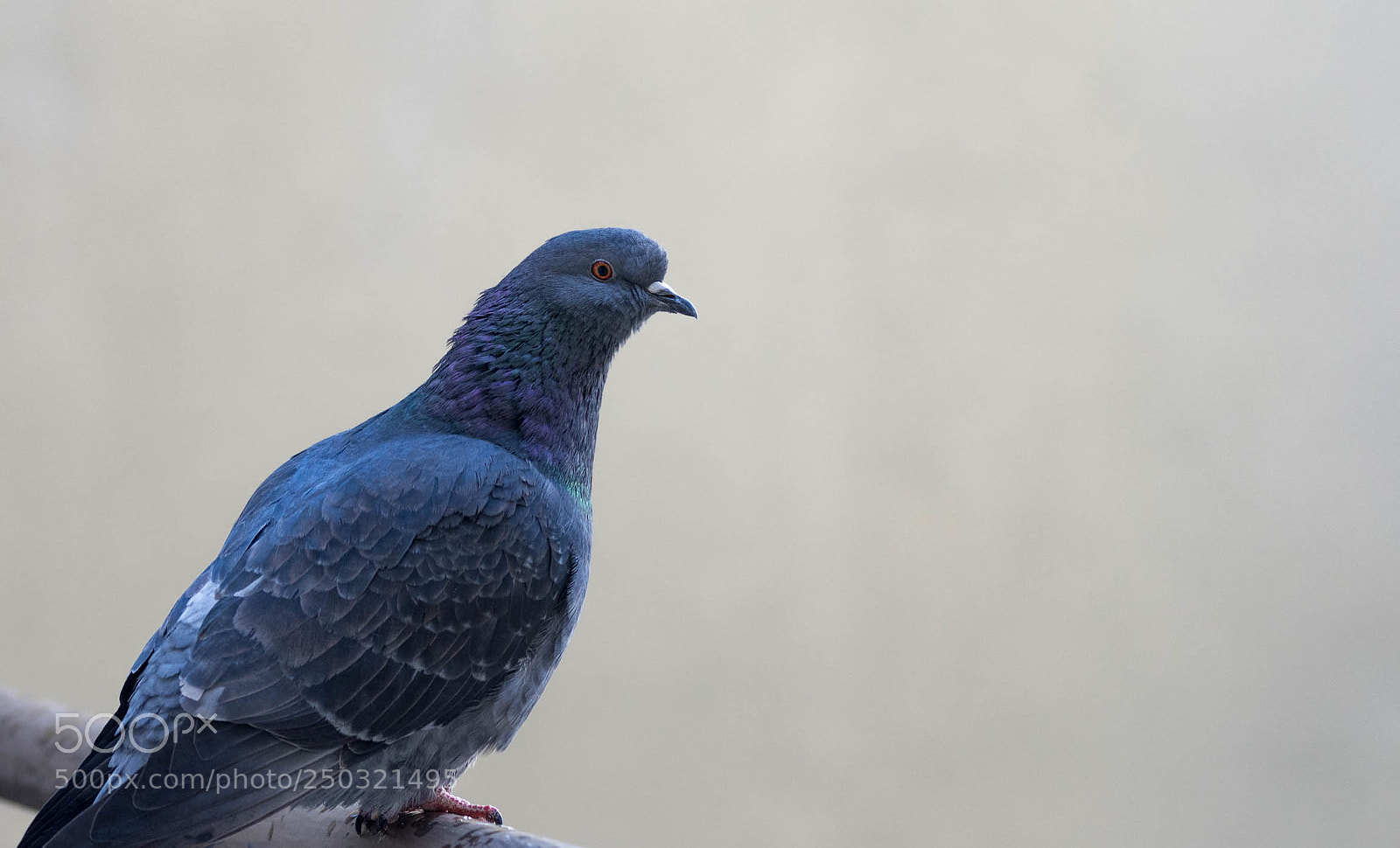 Nikon D7200 sample photo. Domestic pigeon photography