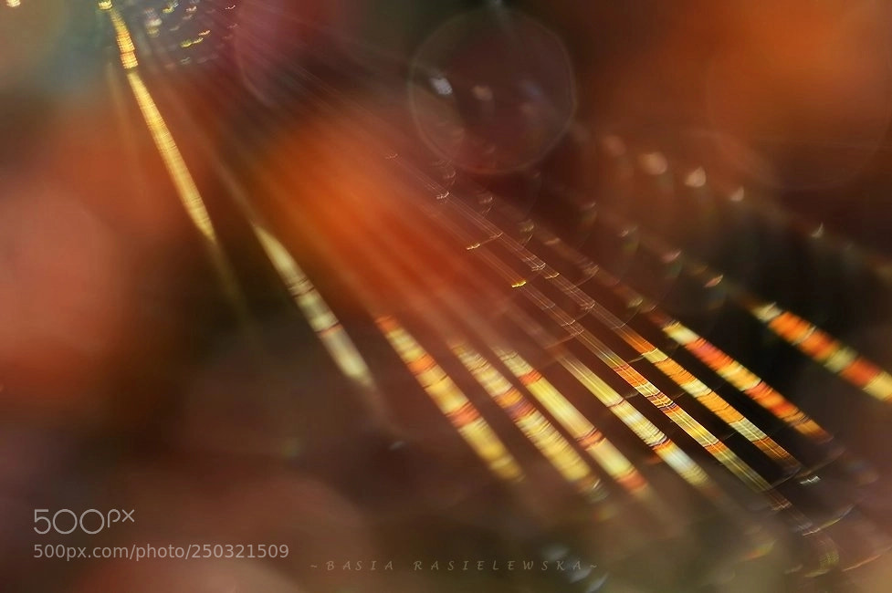 Nikon D5100 sample photo. Spider web photography