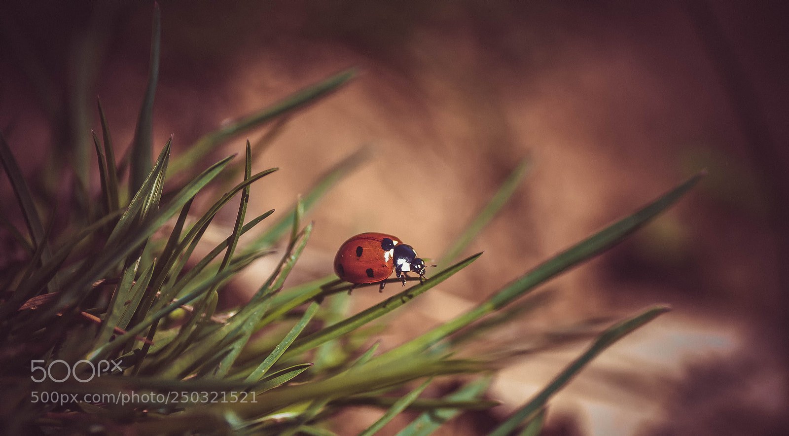 Nikon D90 sample photo. Ladybird photography