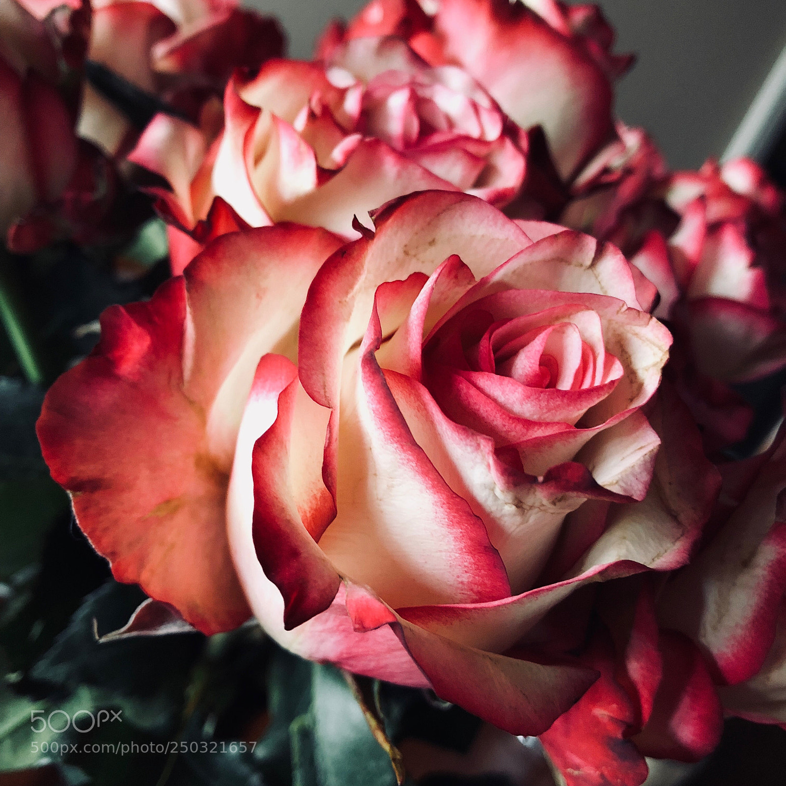 Apple iPhone 8 Plus sample photo. Red white rose photography