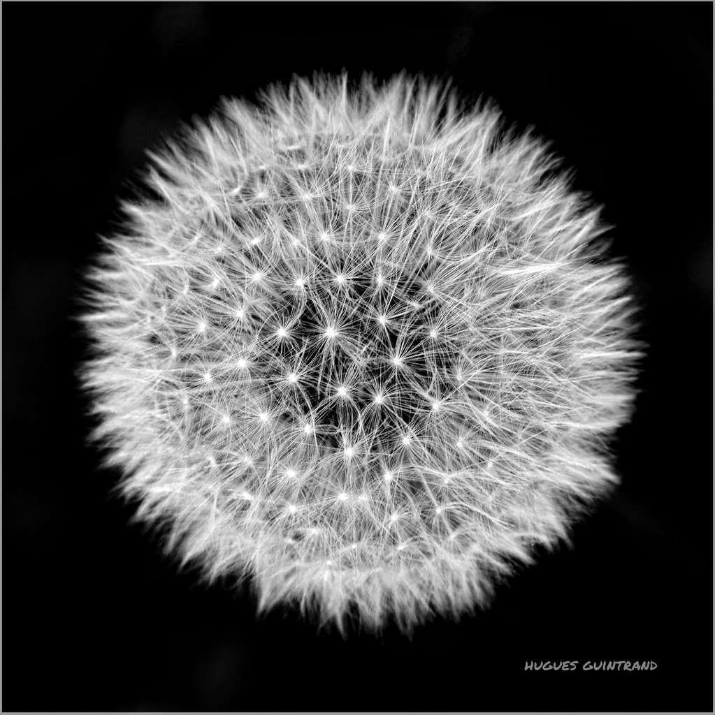 Nikon D600 + Sigma 105mm F2.8 EX DG Macro sample photo. The sun of lawns photography