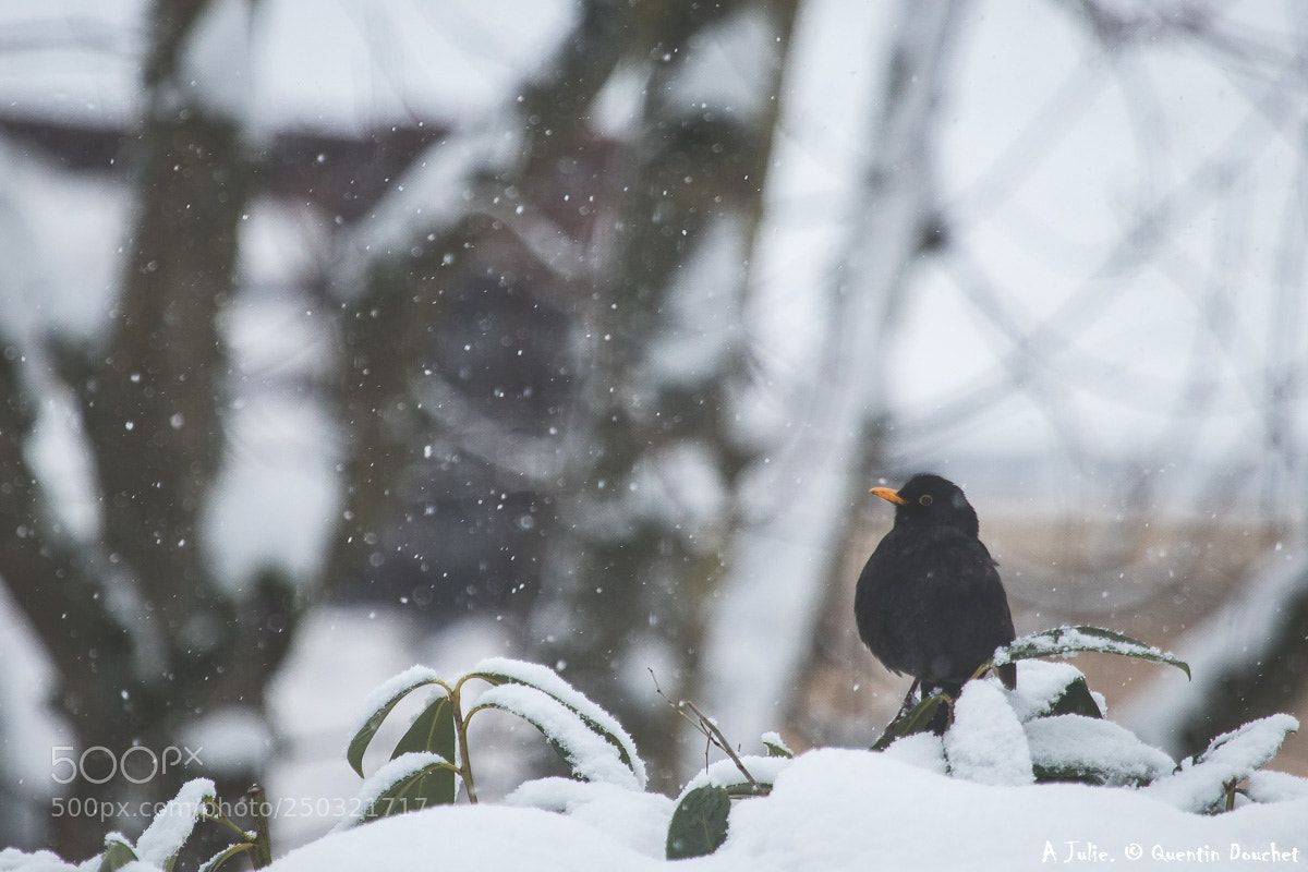 Canon EOS 80D sample photo. Merlou sous la neige photography