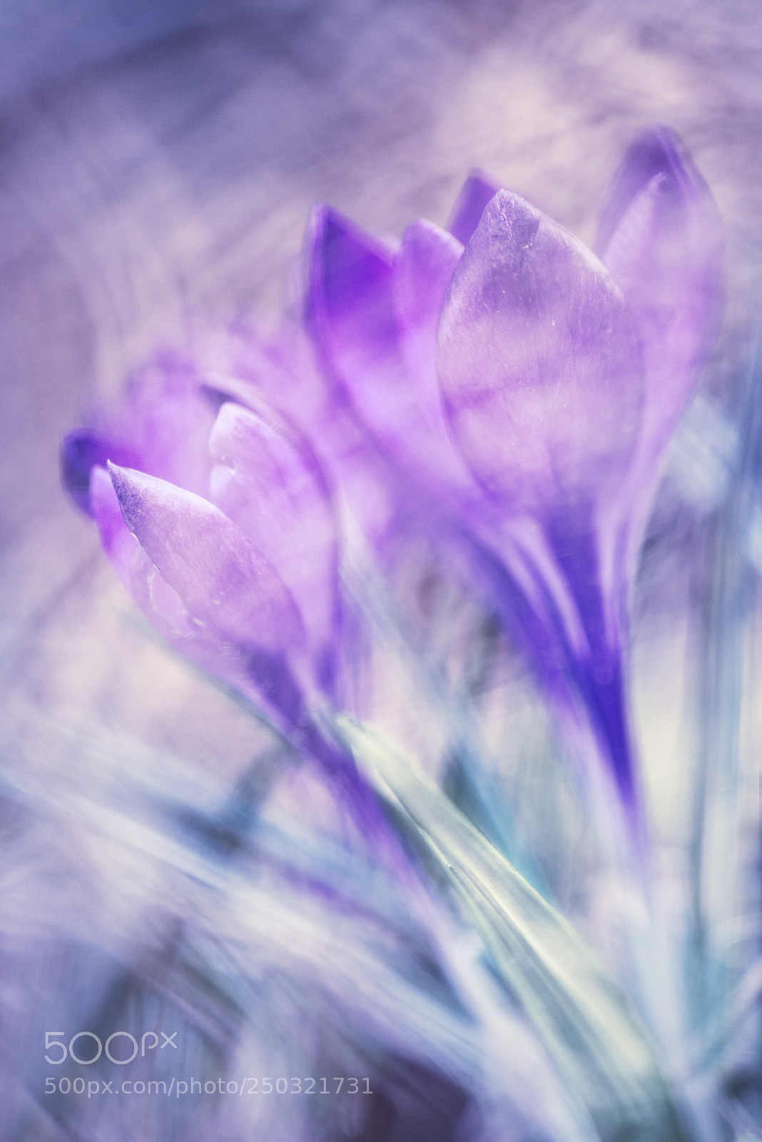 Nikon D610 sample photo. Crocus photography