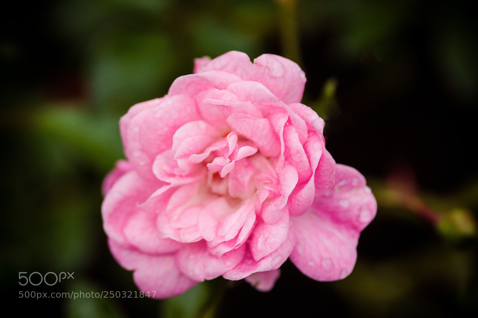 Canon EOS 60D sample photo. Rain flower photography