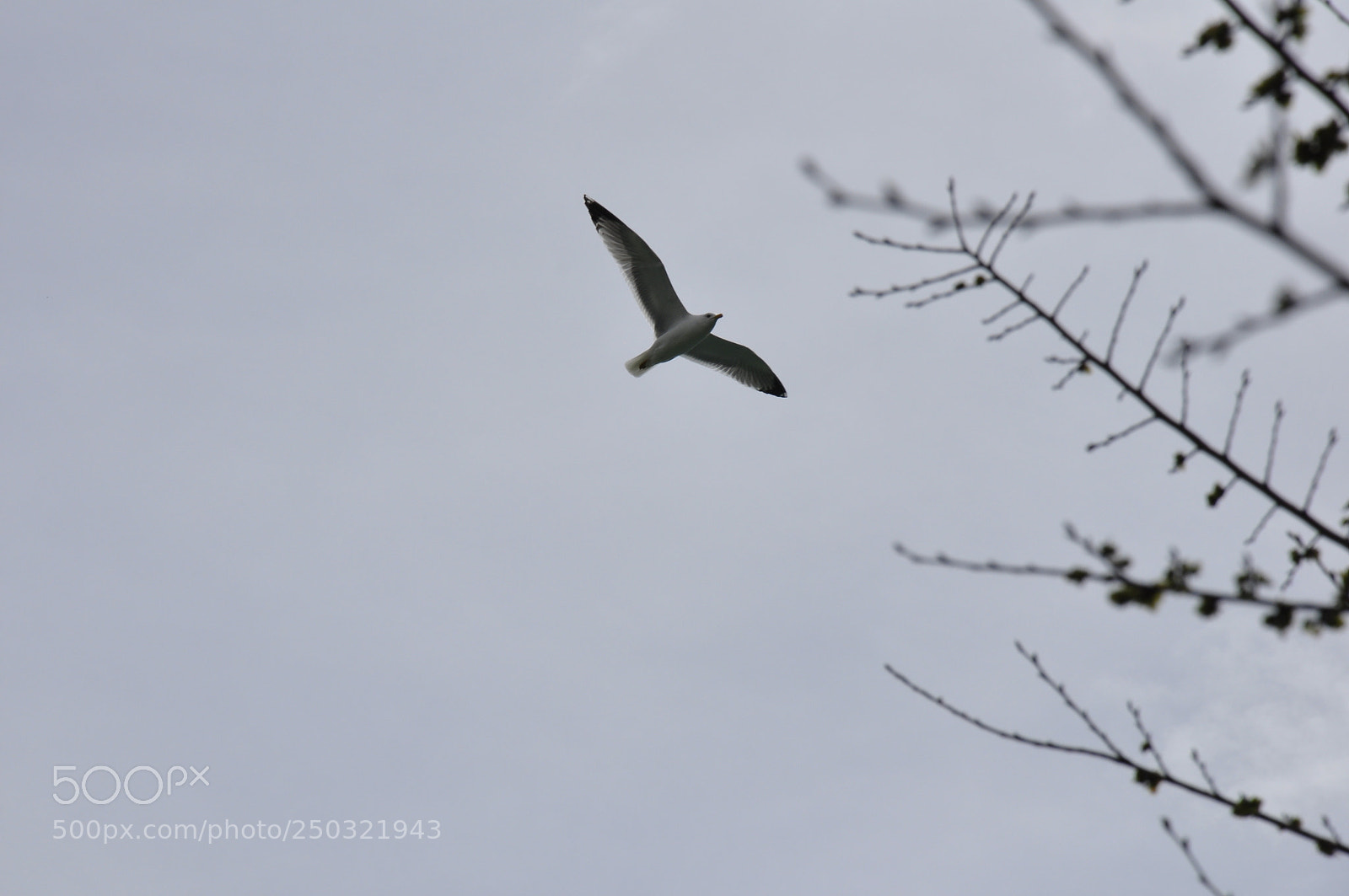 Nikon D90 sample photo. Gull photography