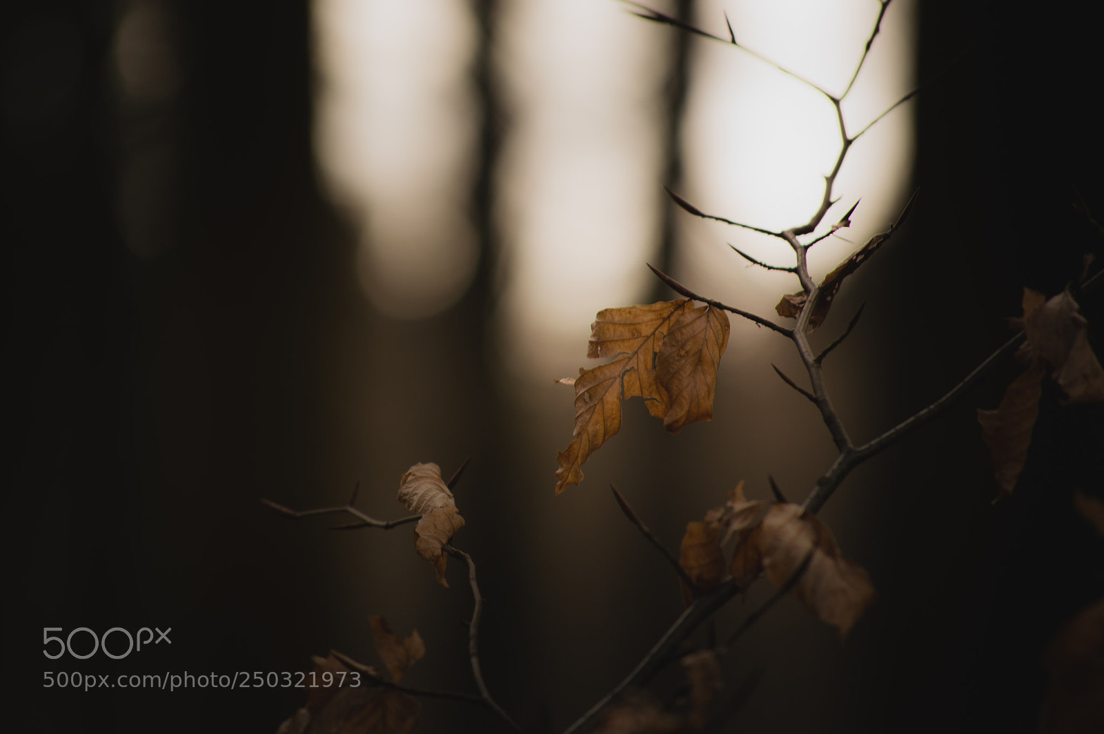 Nikon D3200 sample photo. Je attende pour le photography