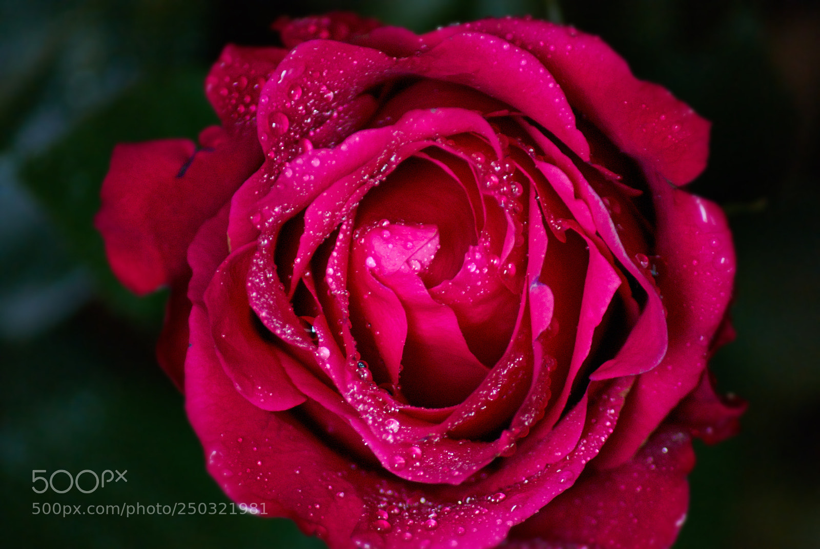 Sony Alpha DSLR-A230 sample photo. Роза photography