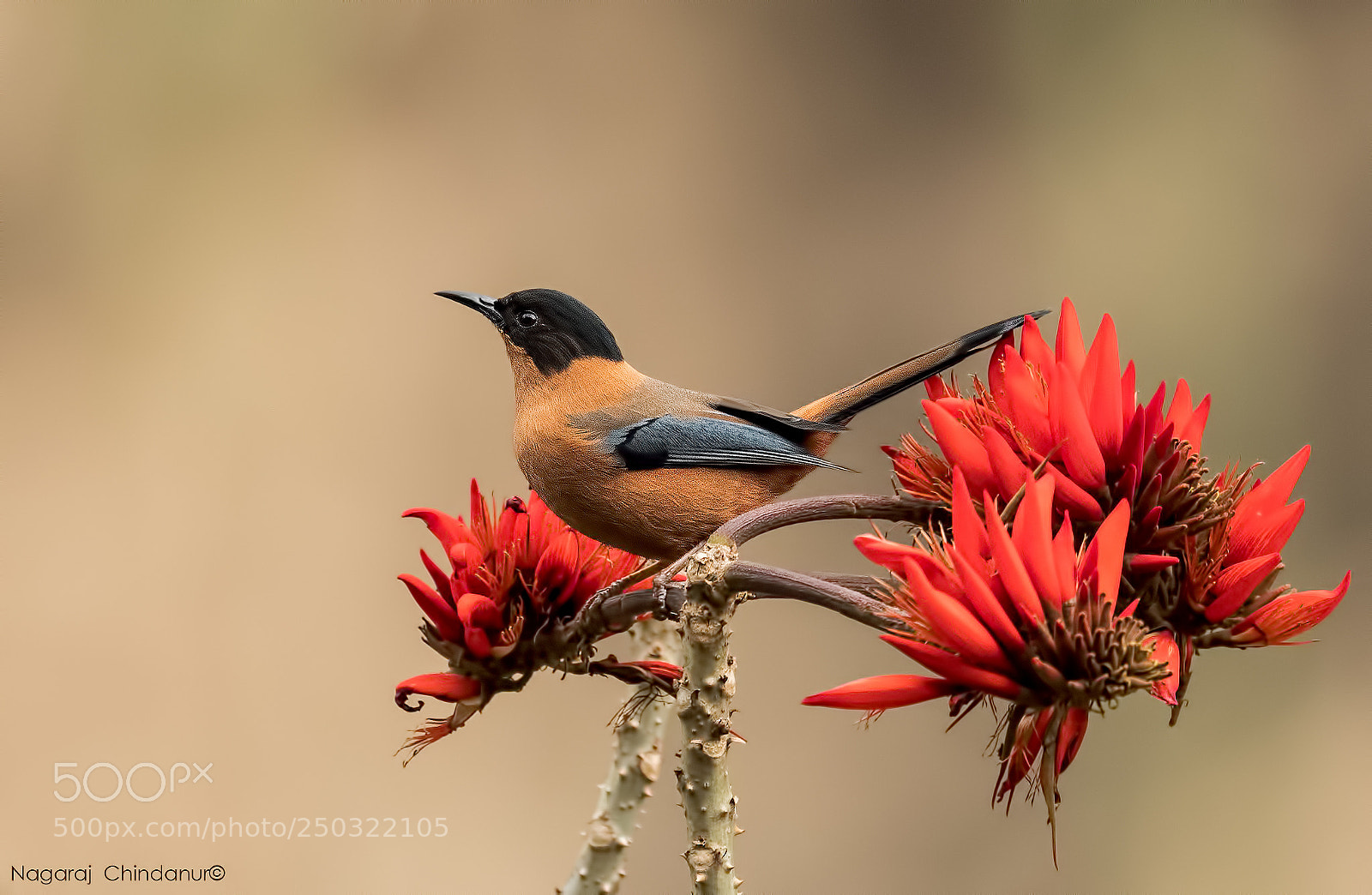 Nikon D500 sample photo. Rufous sibia photography