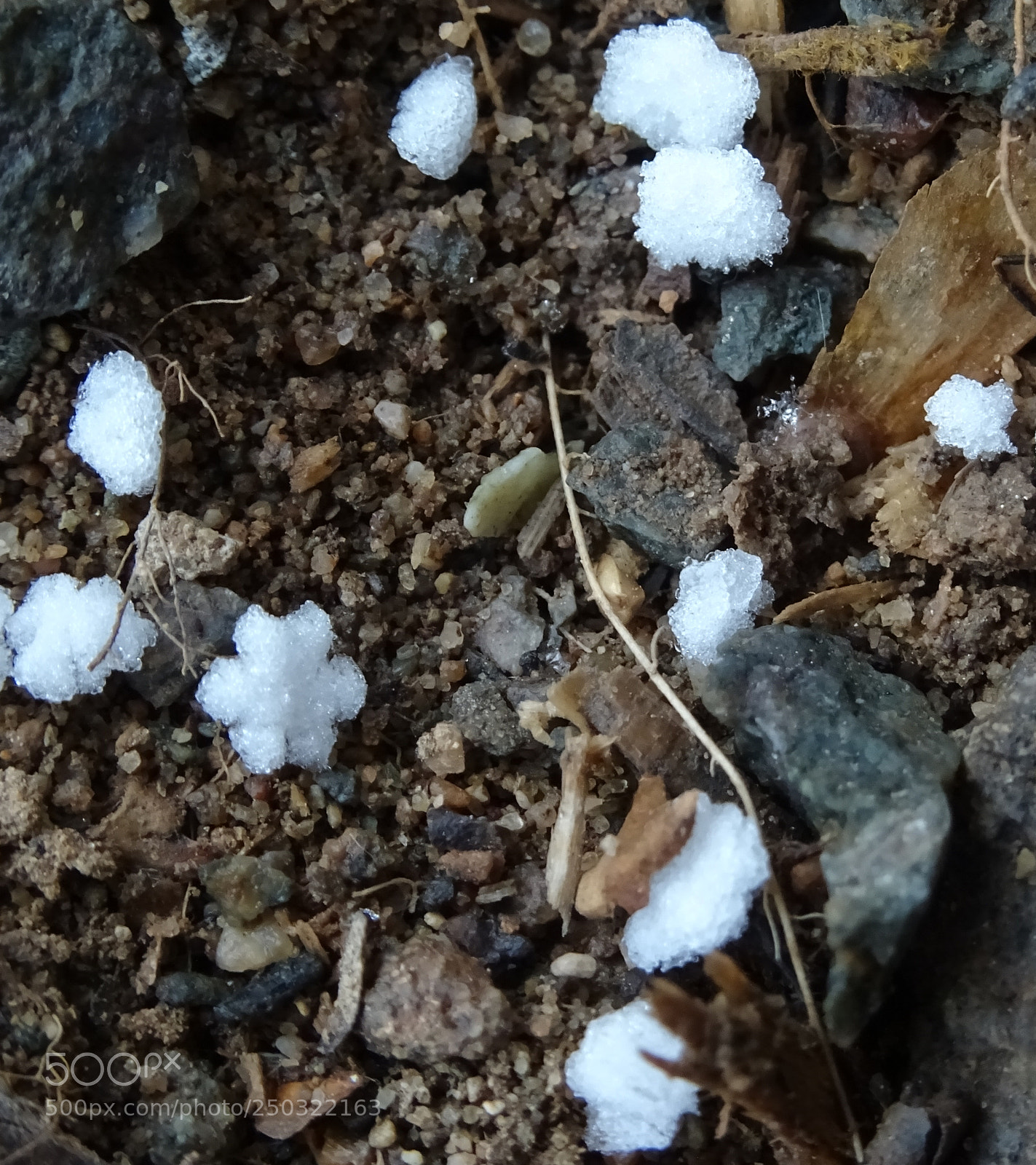 Sony DSC-HX60V sample photo. Snowflake flower photography