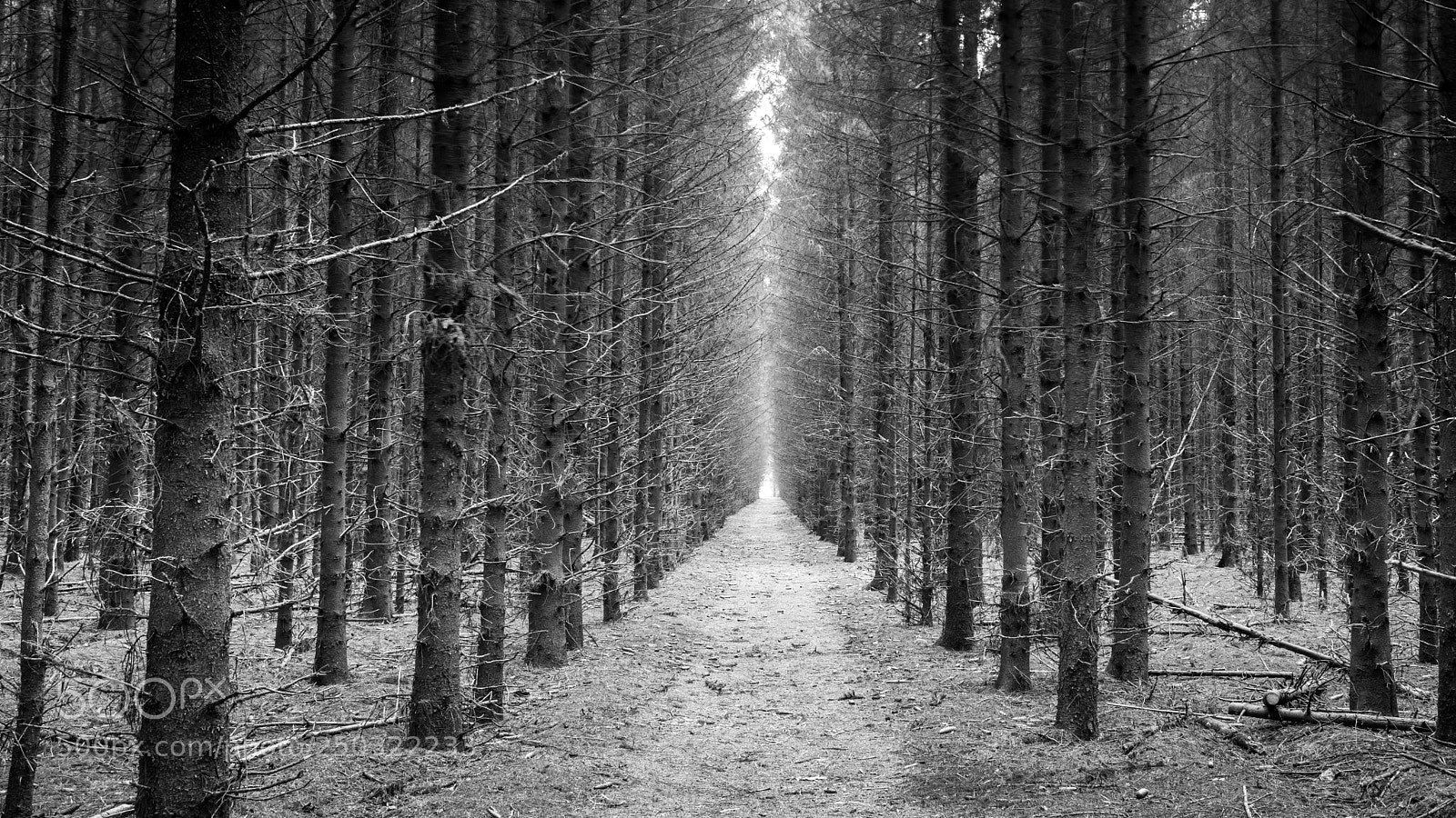 Nikon D7100 sample photo. Dark endless forrest photography