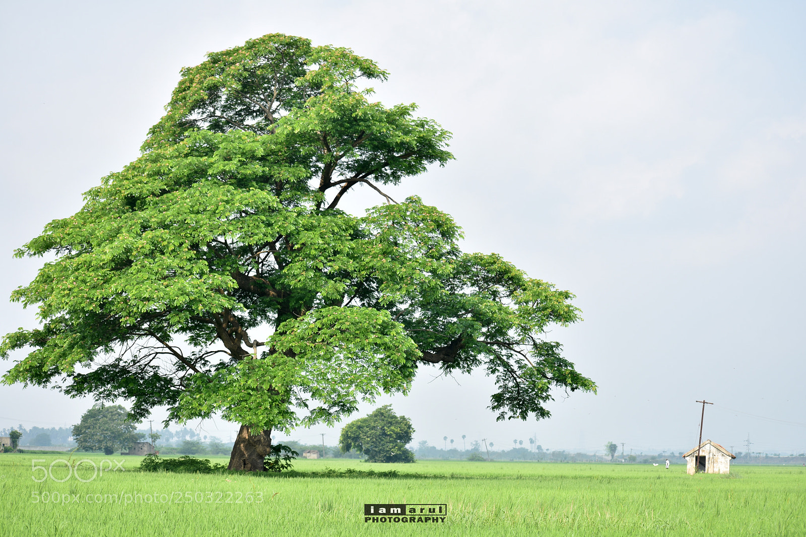 Nikon D3400 sample photo. Paddy fields photography