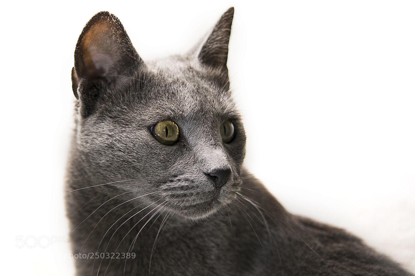 Nikon D7100 sample photo. Paca photography