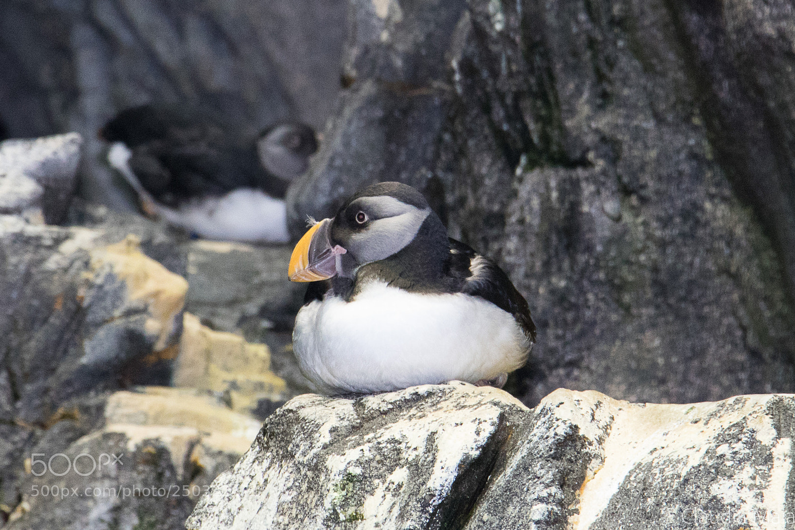 Canon EOS 760D (EOS Rebel T6s / EOS 8000D) sample photo. Puffin photography