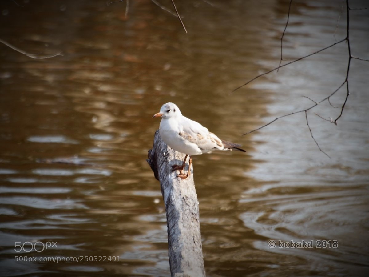 Olympus E-620 (EVOLT E-620) sample photo. Bird photography