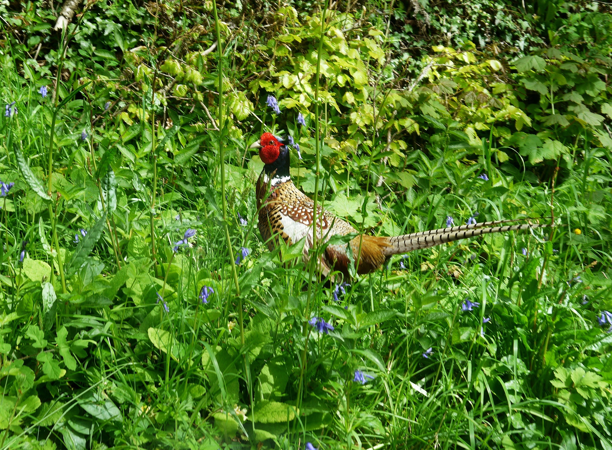 Panasonic Lumix DMC-GF3 sample photo. '... time is now and england' photography