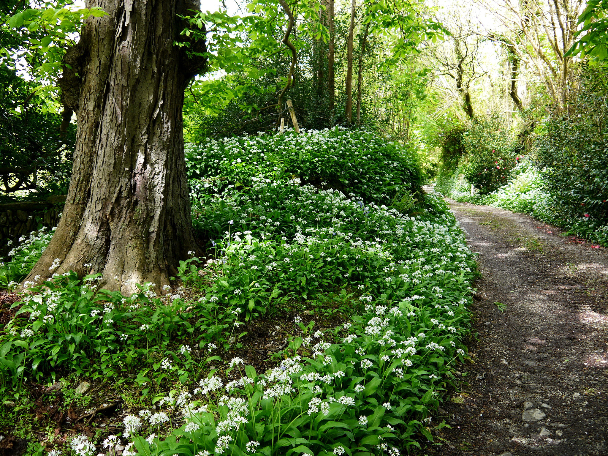 IO 14-42mm F3.5-5.6 sample photo. '... time is now and england' photography