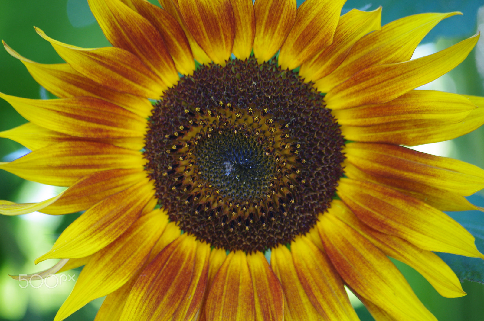Pentax K-r sample photo. Sunflower photography