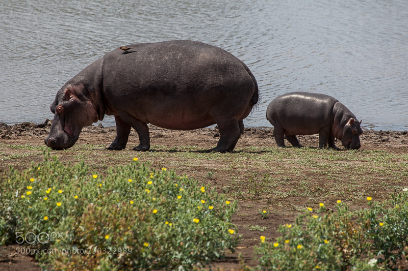 Canon EOS 5D Mark II sample photo. Mother and baby hippo photography
