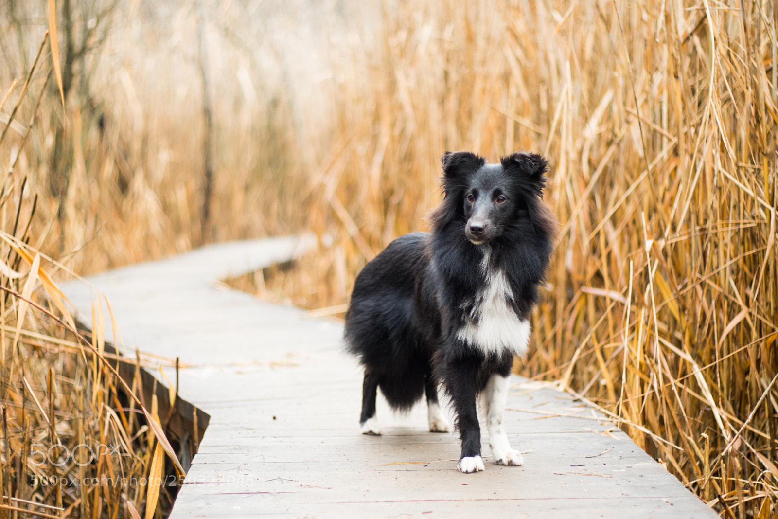 Canon EOS 7D Mark II sample photo. Jupi photography