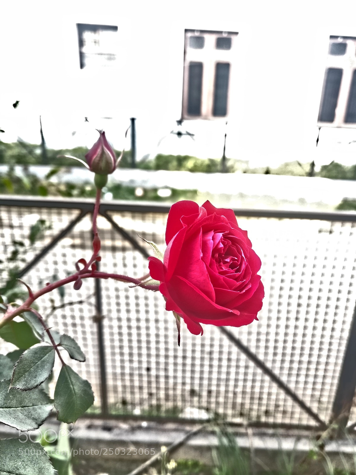 OnePlus A3003 sample photo. A rose with a photography