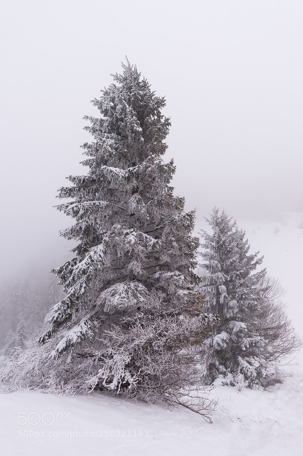 Sony SLT-A99V sample photo. Frozen photography