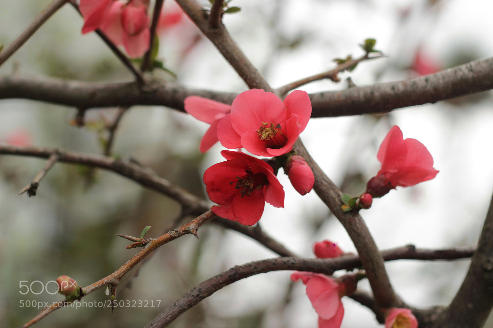 Canon EOS 600D (Rebel EOS T3i / EOS Kiss X5) sample photo. Untitled photography