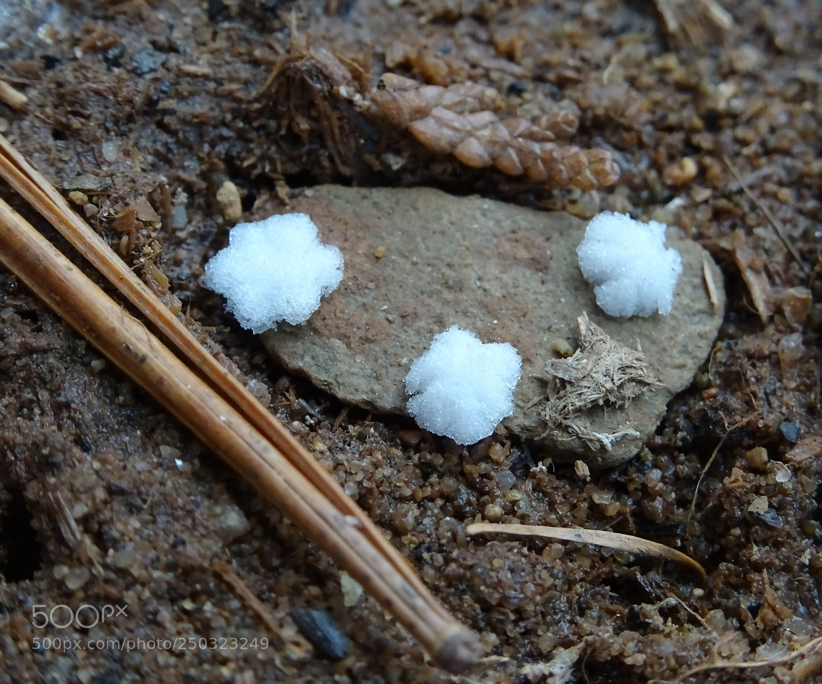 Sony DSC-HX60V sample photo. Starry eyed snowflake photography