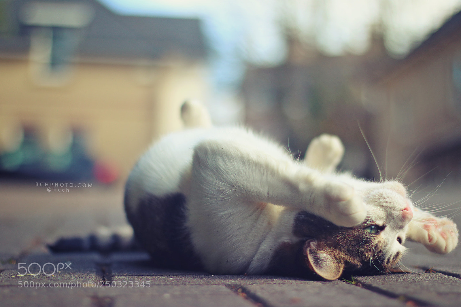 Canon EOS 760D (EOS Rebel T6s / EOS 8000D) sample photo. Sunshine rolls 01 photography