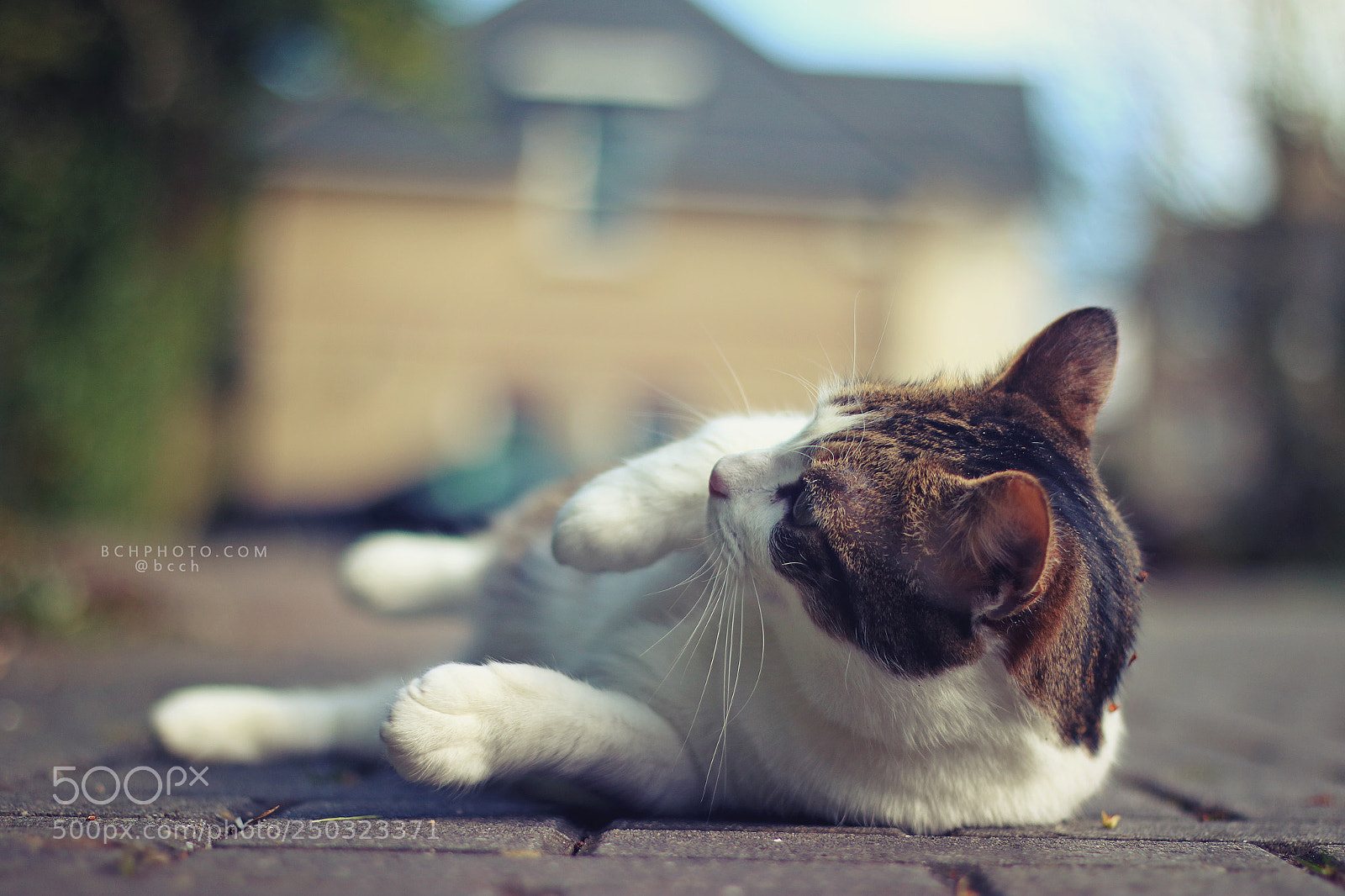 Canon EOS 760D (EOS Rebel T6s / EOS 8000D) sample photo. Sunshine rolls 02 photography