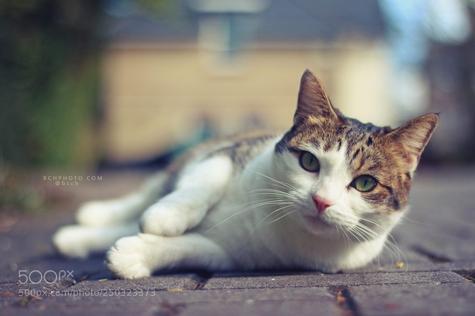 Canon EOS 760D (EOS Rebel T6s / EOS 8000D) sample photo. Sunshine rolls 03 photography