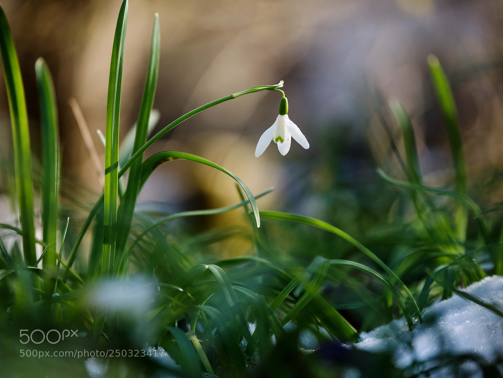 Panasonic DMC-G81 sample photo. ...between winter and spring.. photography