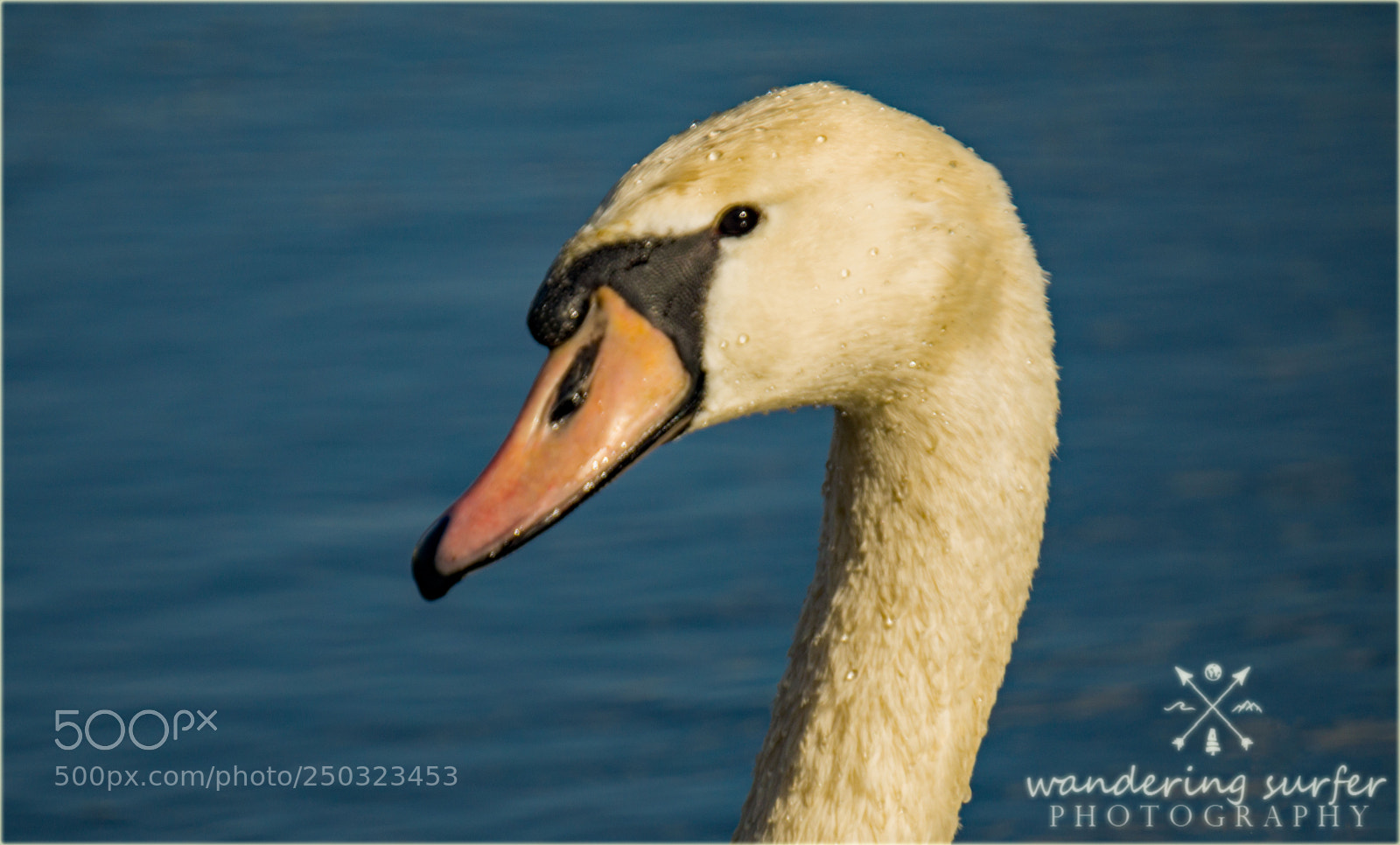 Sony a6000 sample photo. 344.jpg photography