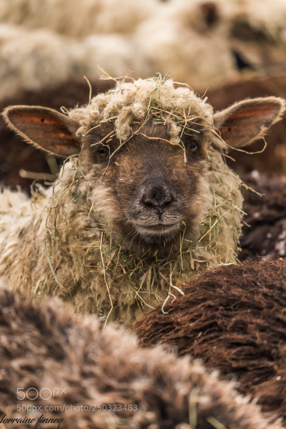 Canon EOS 6D Mark II sample photo. Baa'd hair day photography