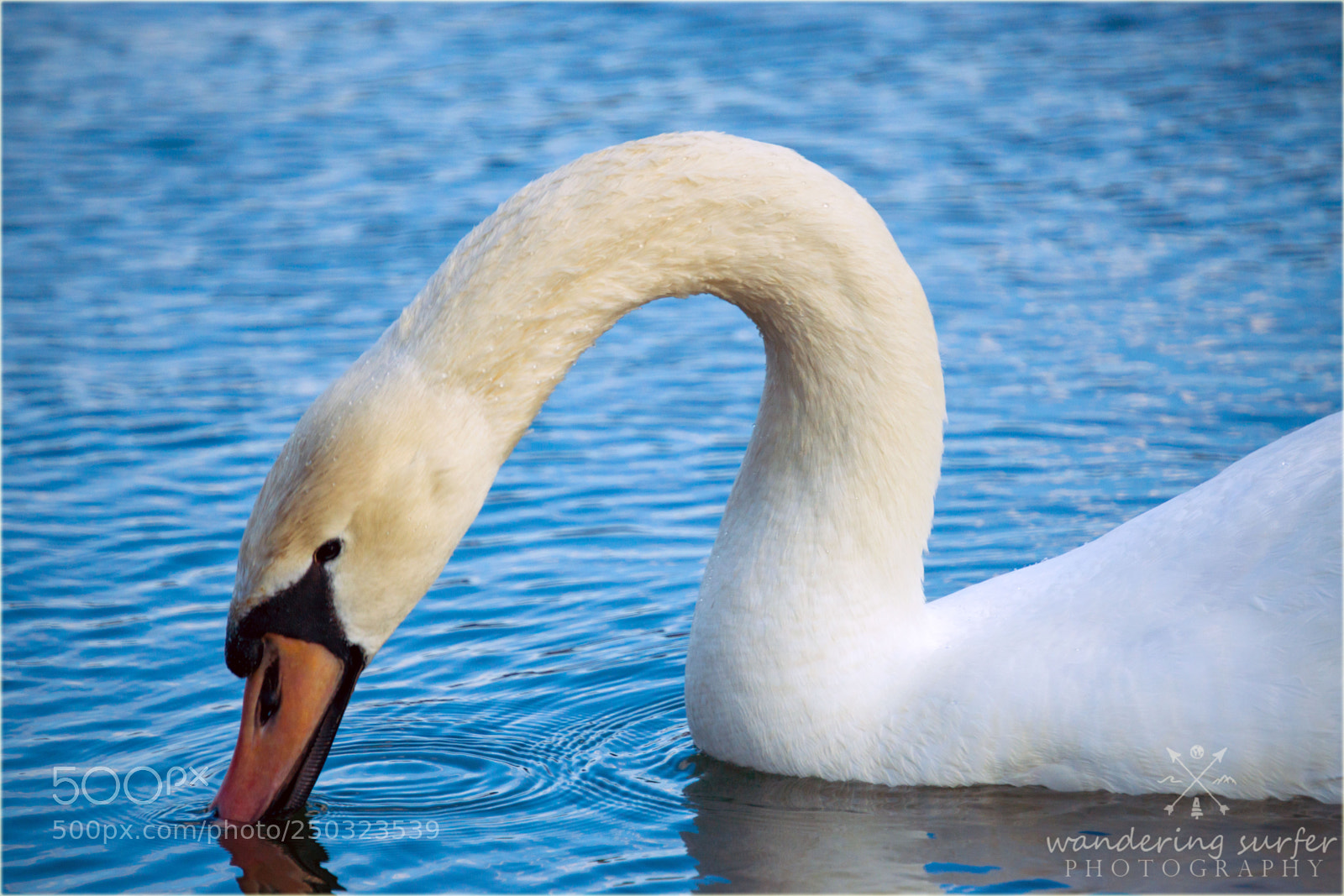 Sony a6000 sample photo. 347.jpg photography