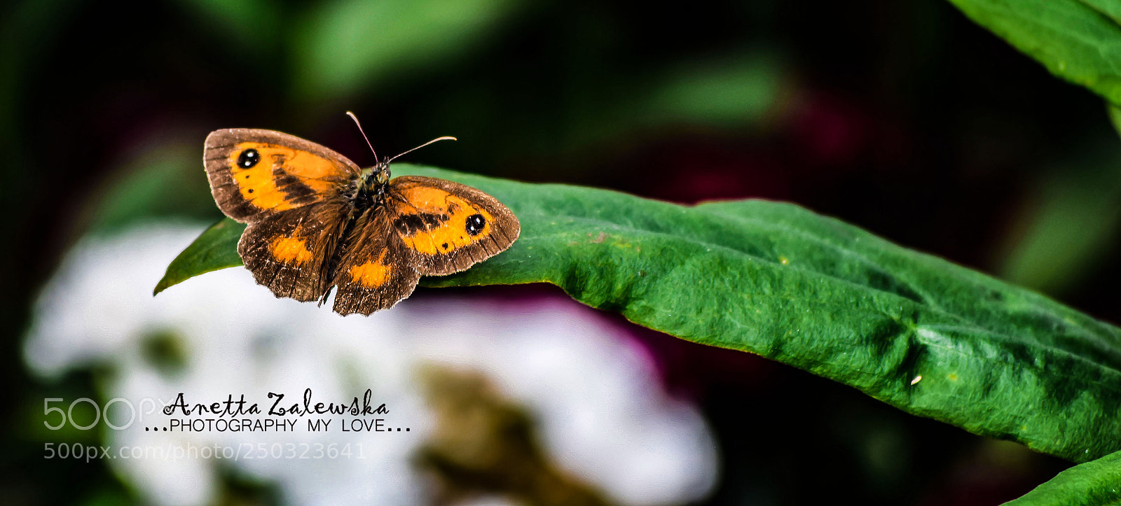 Nikon D3300 sample photo. Butterfly. photography