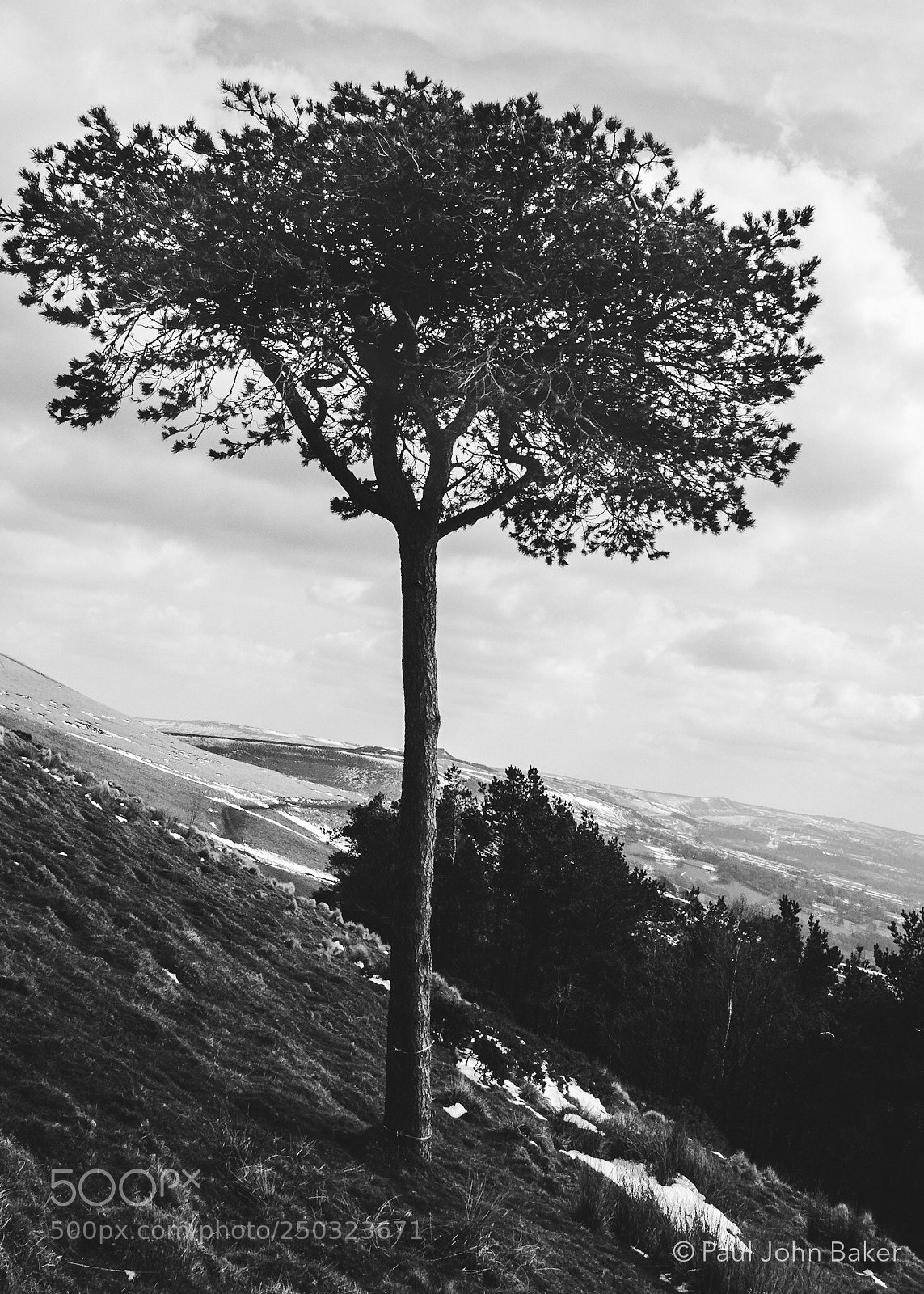 Canon EOS 70D sample photo. Lone tree on back photography