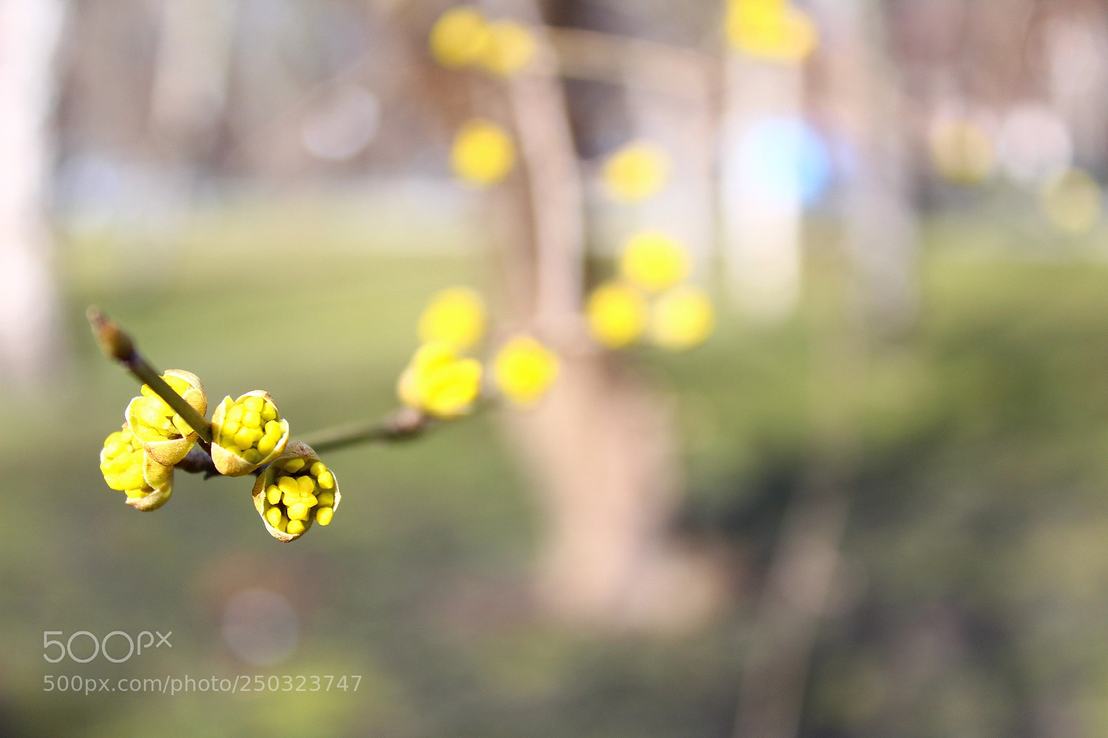 Canon EOS 1300D (EOS Rebel T6 / EOS Kiss X80) sample photo. Spring time photography