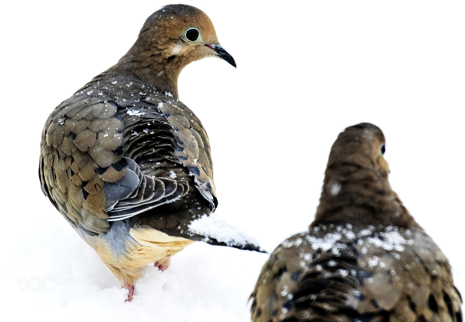 Canon EOS 7D Mark II sample photo. Walking in the snow photography