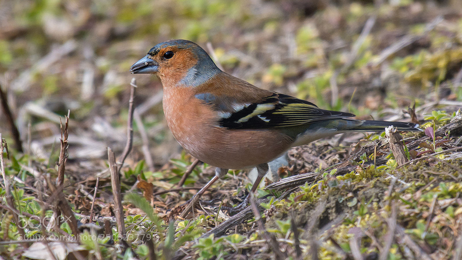 Nikon D500 sample photo. Vink photography