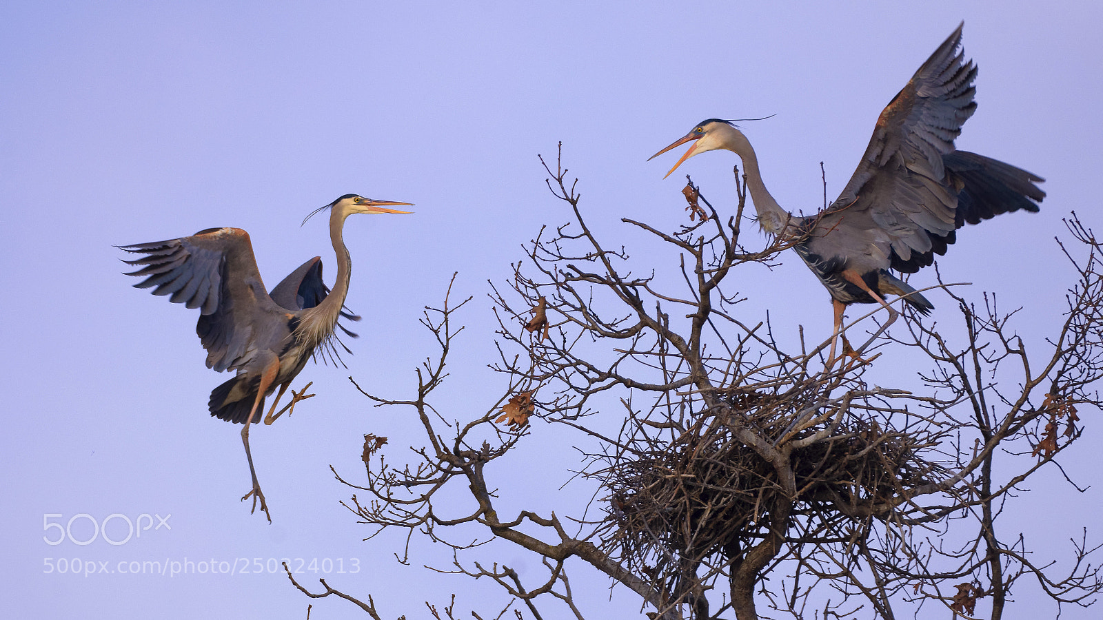 Nikon D7200 sample photo. Territorial disbute photography